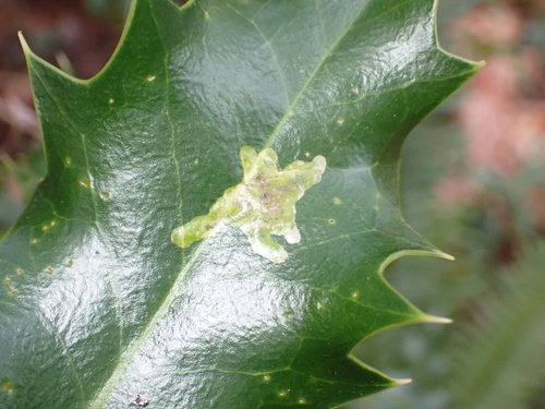 Unknown species found near Eastside, Tacoma, WA, USA
