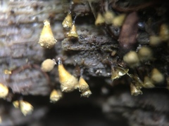 Hemitrichia clavata