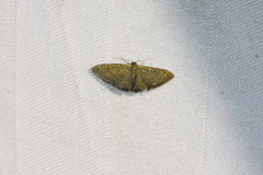 Idaea coercita