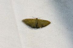 Idaea coercita