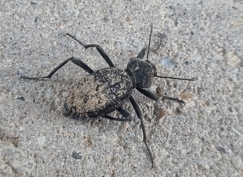 Tar darkling beetle