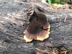 Lentinellus castoreus