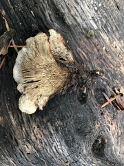 Lentinellus castoreus