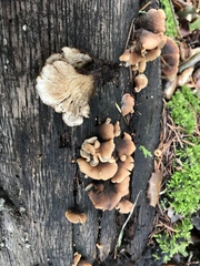 Lentinellus castoreus