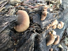 Lentinellus castoreus