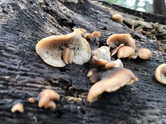 Lentinellus castoreus