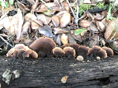 Lentinellus castoreus