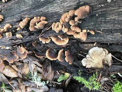 Lentinellus castoreus