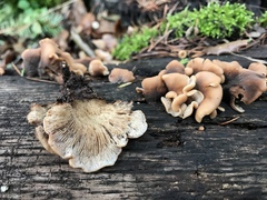 Lentinellus castoreus