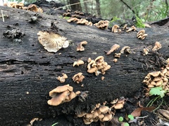 Lentinellus castoreus