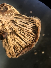 Lentinellus castoreus