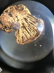 Lentinellus castoreus