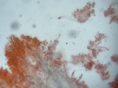 Lentinellus castoreus