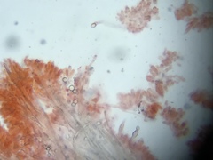 Lentinellus castoreus