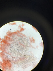 Lentinellus castoreus