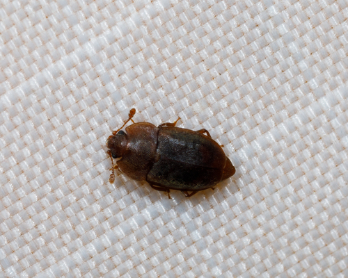 Rufous Sap Beetle photo 5