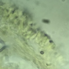 Lentinellus castoreus