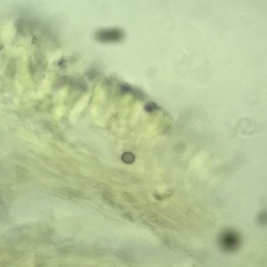 Lentinellus castoreus