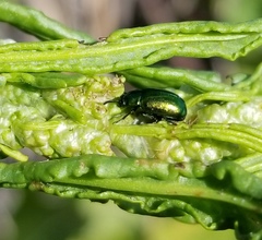 Gastrophysa cyanea