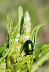 Gastrophysa cyanea