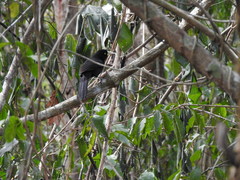 Amblycercus holosericeus
