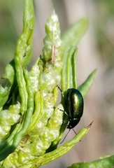 Gastrophysa cyanea