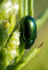 Gastrophysa cyanea