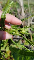 Gastrophysa cyanea