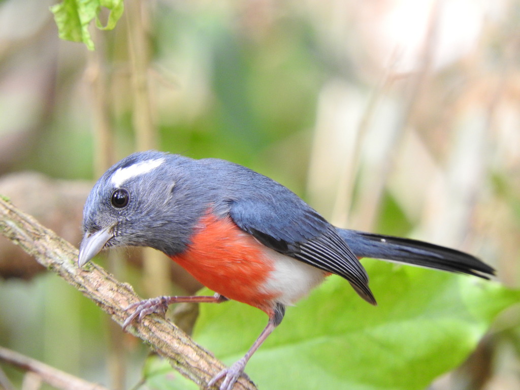 Gray-throated Chat photo