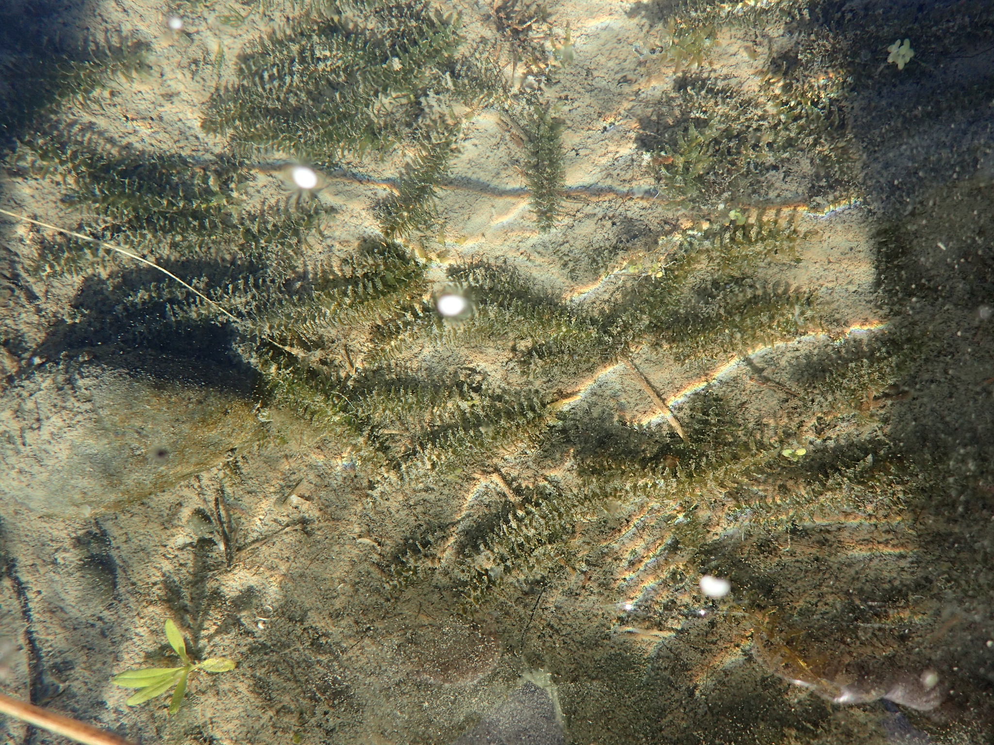 Canadian Waterweed (Elodea canadensis)