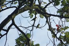 Psittacula longicauda