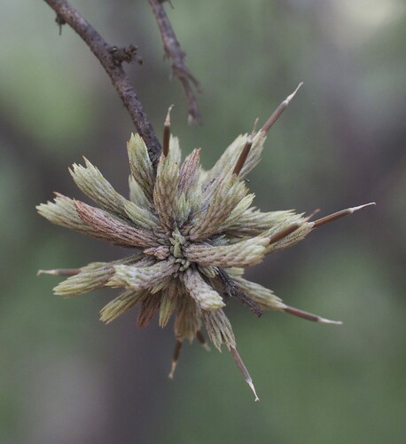 Tillandsia minutiflora, photograph 4