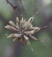 (c) Rosario Douglas, some rights reserved (CC BY) Tillandsia minutiflora, photograph (c) Rosario Douglas, some rights reserved (CC BY)