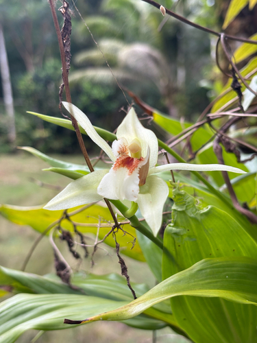 Coelogyne guamensis