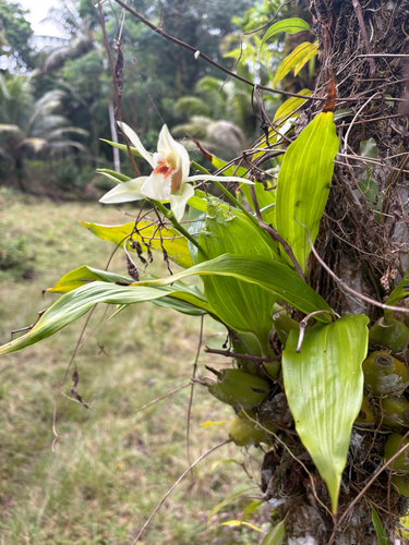 Coelogyne guamensis Ames 4