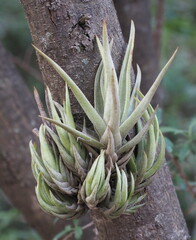 Rosario Douglas, CC BY, iNaturalist via GBIF Tillandsia xiphioides, photograph Rosario Douglas, CC BY, iNaturalist via GBIF