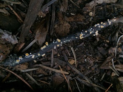 Lachnellula calyciformis