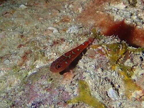 Trimma caesiura observed 2026-03-15