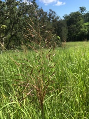 Capillipedium spicigerum