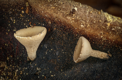 Ciboria rufofusca