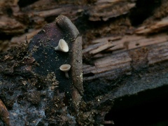 Ciboria rufofusca