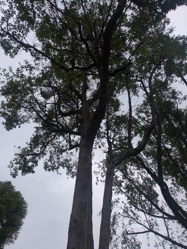 Fagraea Fragrans (Cyrtophyllum fragrans)