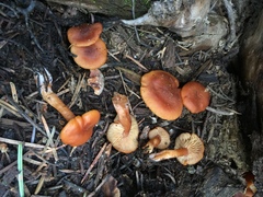 Rhodophana nitellina