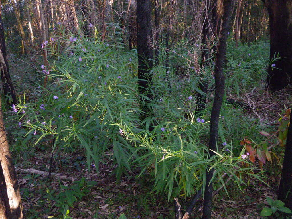 Solanum vescum; photograph (c) Lachlan Copeland, some rights reserved (CC BY-SA)