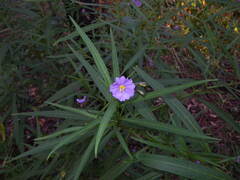 (c) Lachlan Copeland, some rights reserved (CC BY-SA) Solanum vescum, photograph (c) Lachlan Copeland, some rights reserved (CC BY-SA)