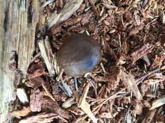 Pluteus primus