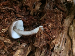 Pluteus primus