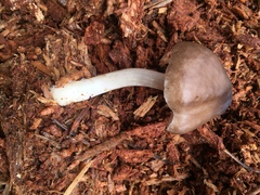 Pluteus primus