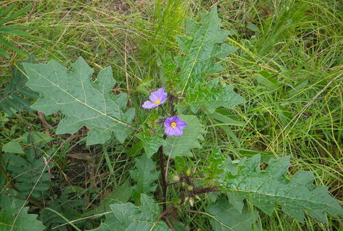 forest nightshade (Solanum vicinum)