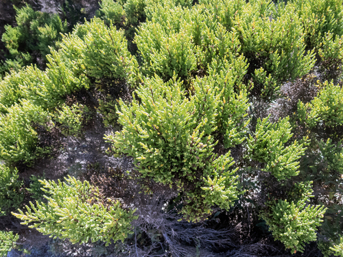 Shrubby Glasswort (Tecticornia arbuscula)